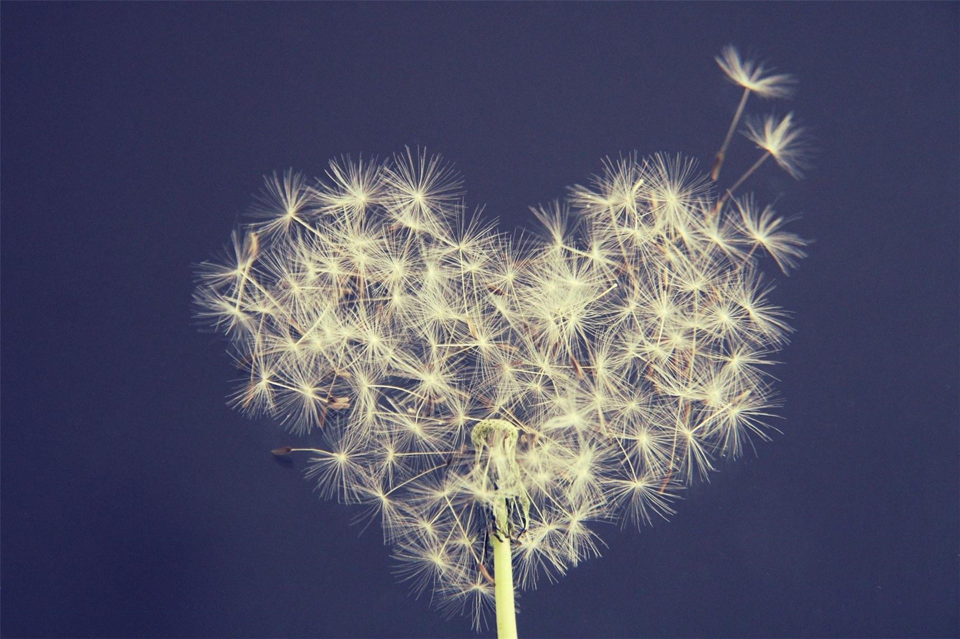 dandelion-5063527_1920